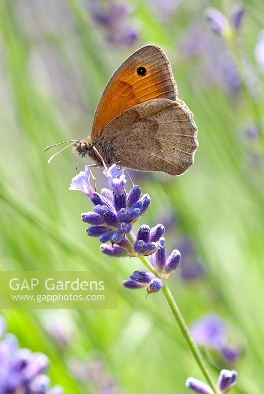 Maniola jurtina - Meadow Brown Butterfly feeding on Lavandula sp - Lavender
