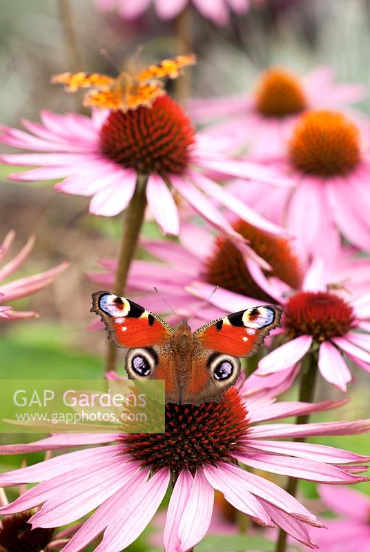 Inachis io - Peacock and Polygonia c-album - Comma Butterflies on Echinacea purpurea flowers - Coneflower