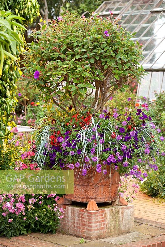 Container with Tibouchina urvilleana, Begonia 'Devotion' million kisses series, Verbena elymus magellanicus and Petunia x hybrida 'Blue Wave'. East Ruston Old Vicarage gardens