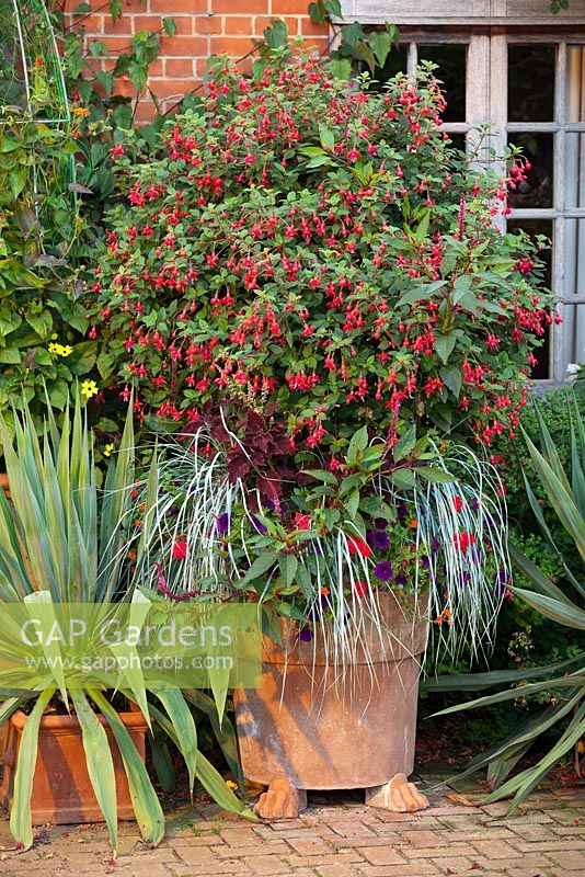 Container with standard Fuchsia by Alan Gray at East Ruston Old Vicarage gardens
