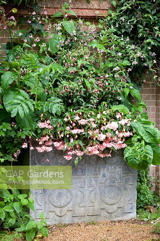 Large metal container of Melianthus major, Fuchsia 'Checkerboard', Nicotiana mutabilis and Begonia Belleconia 'Apricot Blush' at East Ruston Old Vicarage