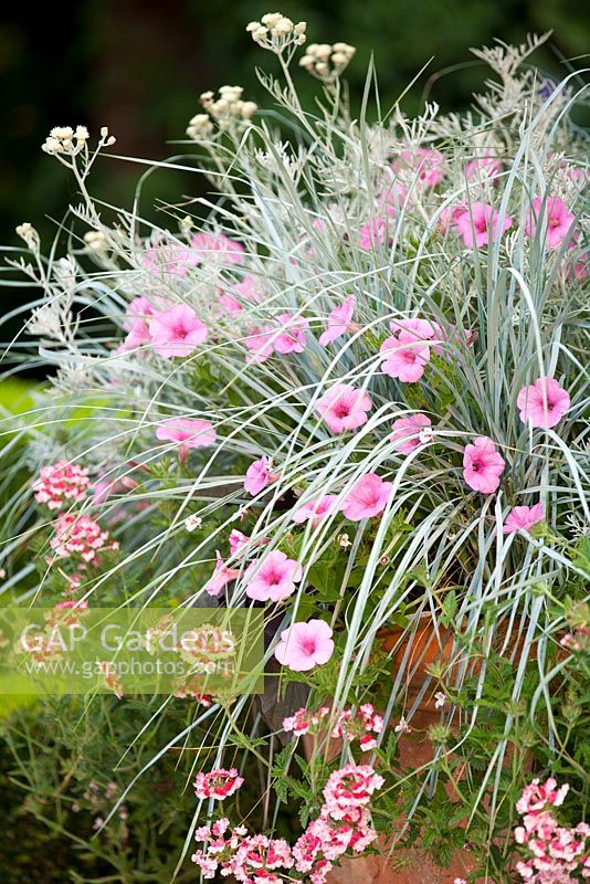 Pot of Verbena 'Pink Parfait', Elymus magellanicus, Petunia supertunia 'Cotton Candy' and Senecio viravira by Alan Gray