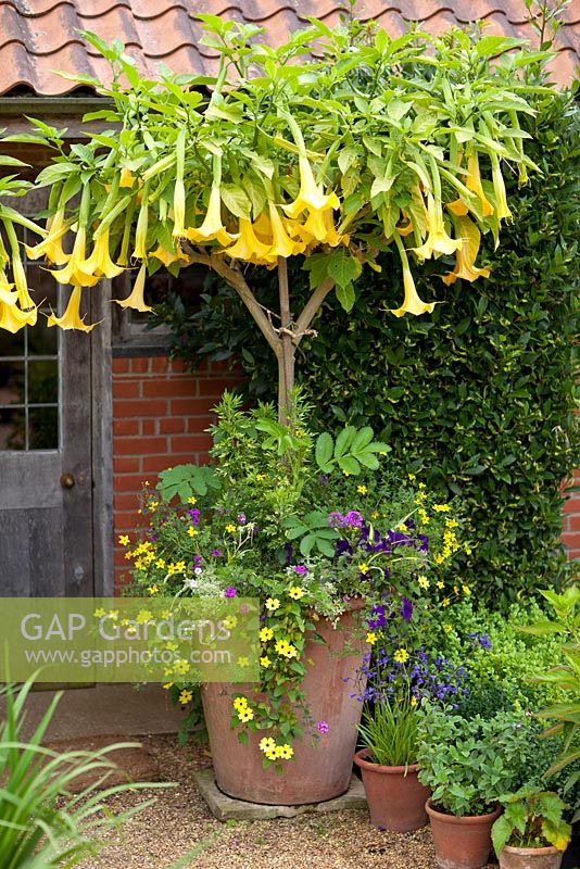 Container with Brugmansia x candida 'Grand Marnier' - Angel's Trumpet, Bidens, Thunbergia, Verbena, Melianthus major, Silene and Petunia 'Blue Wave' - East Ruston Old Vicarage gardens
