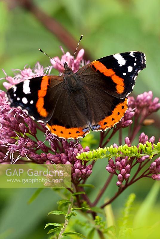 Vanessa atalanta - Red Admiral butterfly resting on Eupatorium maculatum Atropurpureum Group - Joe-Pye Weed