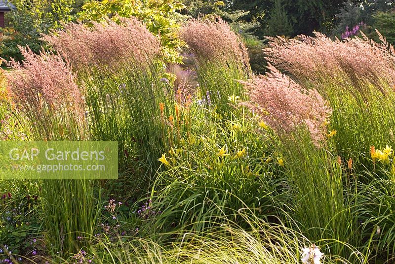 Group of Calamagrostis x acutiflora 'Karl Foerster' - Small Reed blowing in the wind - Wildside garden 
