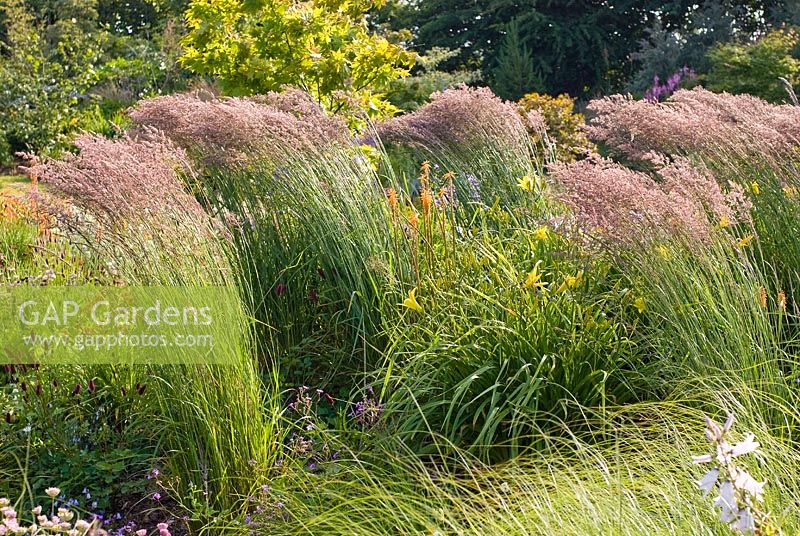 Group of Calamagrostis x acutiflora 'Karl Foerster' - Small Reed blowing in the wind - Wildside garden 
