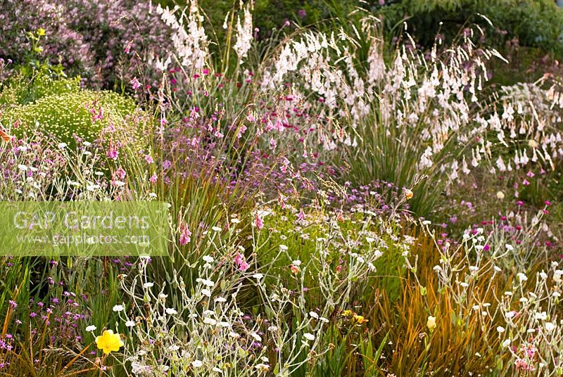 Dierama pulcherrimum, Dierama 'Wildside hybrid' and Hebe 'Nicola's Blush' - Wildside garden 
 