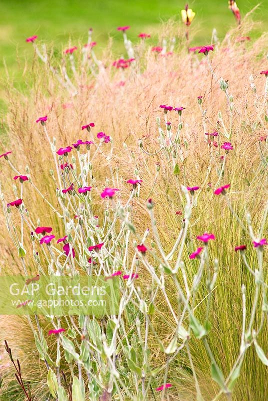 Lychnis coronaria - Rose Campion and Stipa tenuissima - Spear Grass - Wildside garden 
