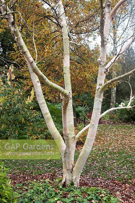 Betula ermanii 'Grayswood Hill'