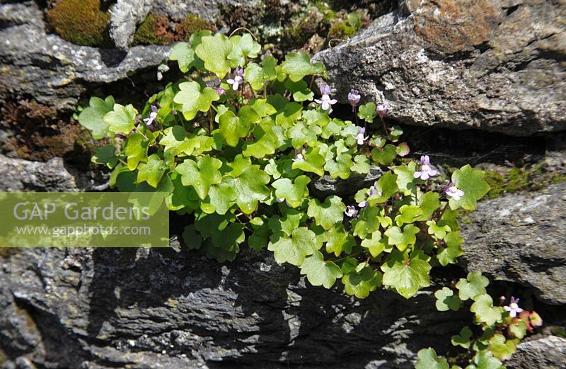 Hedera helix 'Hibernica' - Atlantic ivy  growing out from stone wall