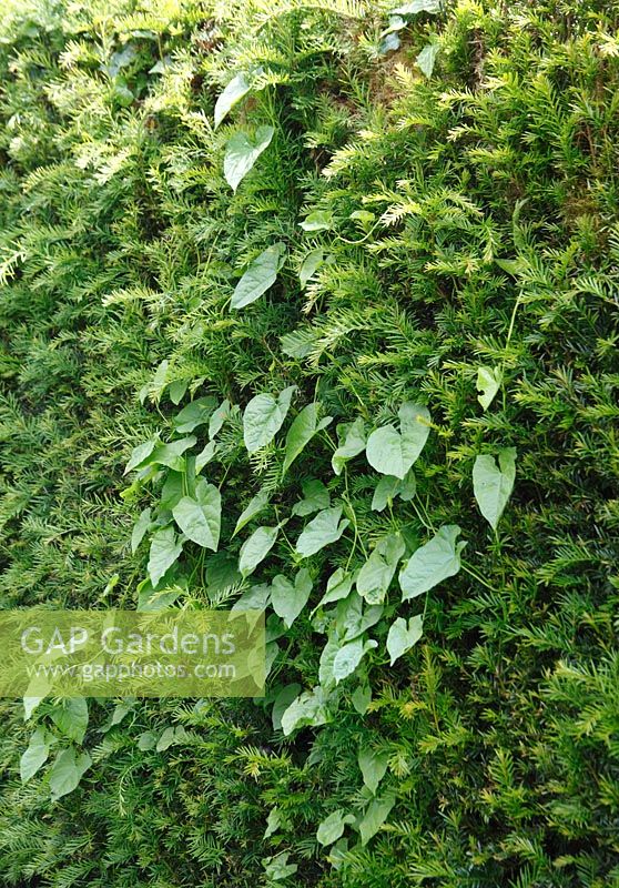 Convolvulus arvensis - Bindweed growing up yew hedge