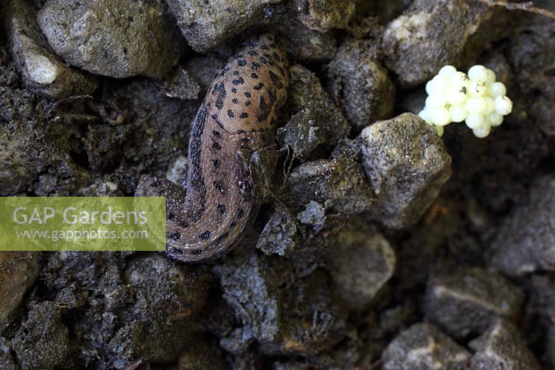 Limax maximus - Leopard slug with eggs