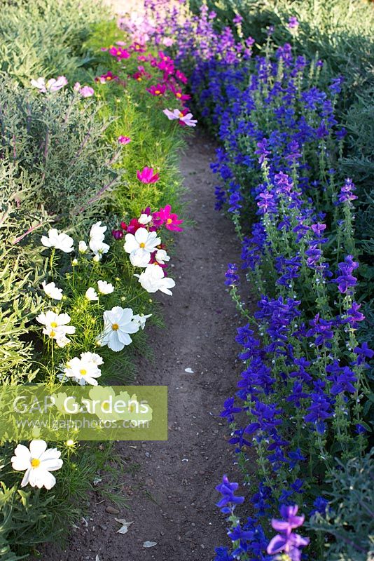Path leading through borders of ornamental cabbages, Cosmos and Salvia viridis