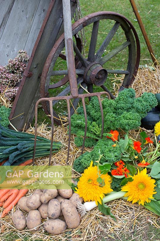 Carrots, potatoes, kale and sunflowers resting near a garden fork and an old wooden cart