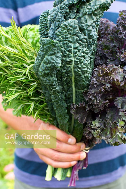 Harvested vegetables - Brassica oleracea, Kale 'Westland Winter', Kale 'Scarlet', Kale 'Nero di Toscana' and Rosemary
