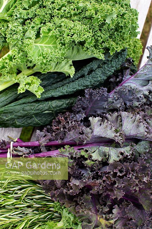 Brassica oleracea, Kale 'Westland Winter', Kale 'Scarlet', Kale 'Nero di Toscana' and rosemary on garden bench
