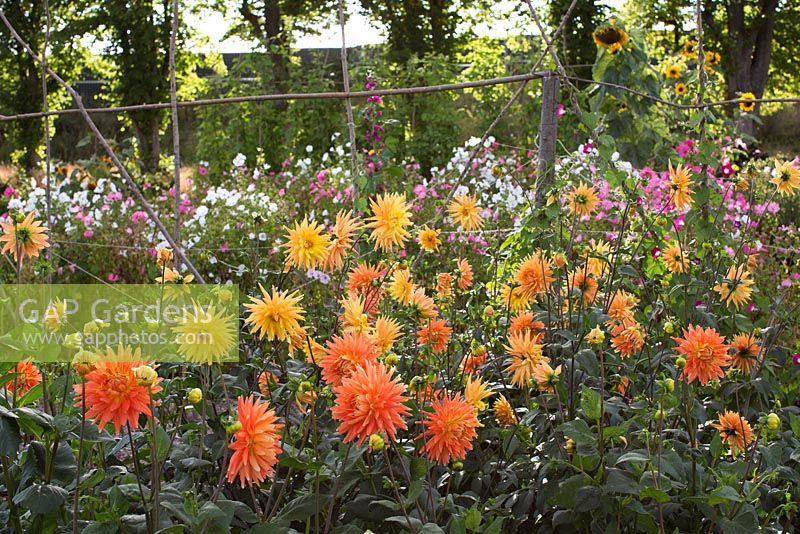 Dahlia 'Gold Crown' with Lavatera trimestris 'Beauty Miss' in background
