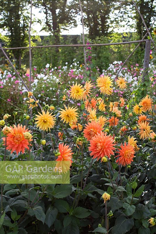 Dahlia 'Gold Crown' with Lavatera trimestris 'Beauty Miss' in background
