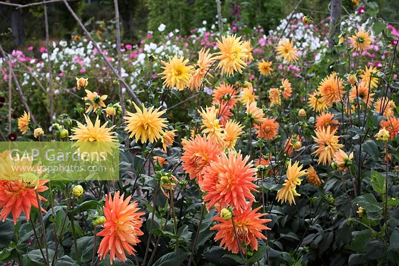 Dahlia 'Gold Crown' with Lavatera trimestris 'Beauty Miss' in background
