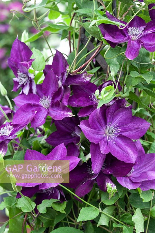 Clematis 'Amethyst Beauty'
