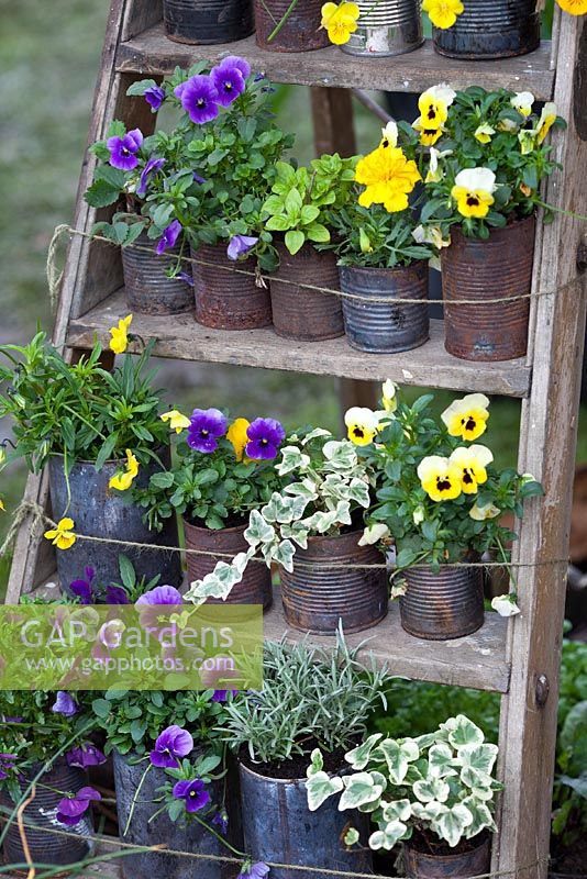 Pots on wooden ladder used as staging -  'George's Marvellous Medicine' - RHS Malvern Spring Gardening Show 2012
