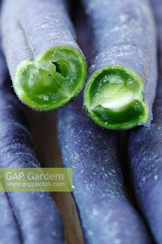 Phaseolus vulgaris 'Amethyst' - close up of picked beans, one broken in half 