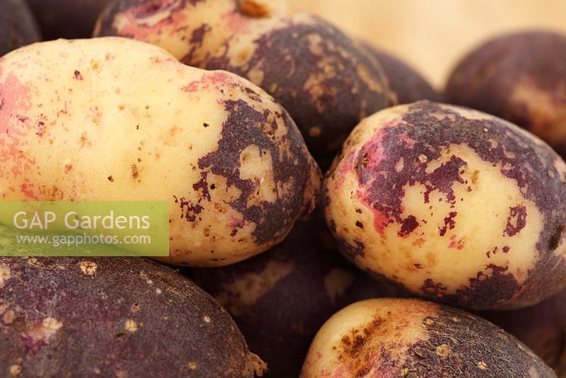 Solanum tuberosum - Potato 'Mr Little's Yetholm Gypsy'. Described as the only potato to show red white and blue colour on the skin 

