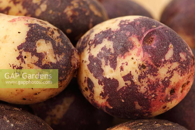 Solanum tuberosum - Potato 'Mr Little's Yetholm Gypsy'. Described as the only potato to show red white and blue colour on the skin 

