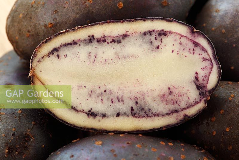Solanum tuberosum - Potato 'Shetland Black' 
