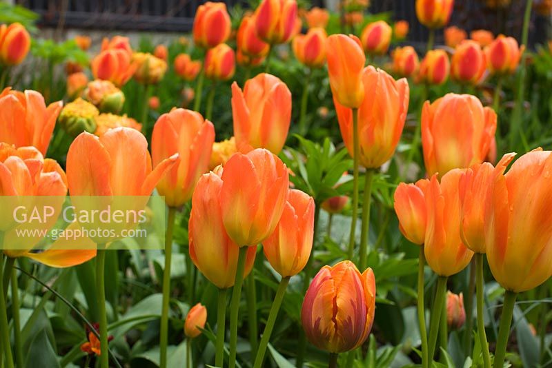 Tulipa 'Orange Emperor', Tulipa 'Apeldoorn Elite'