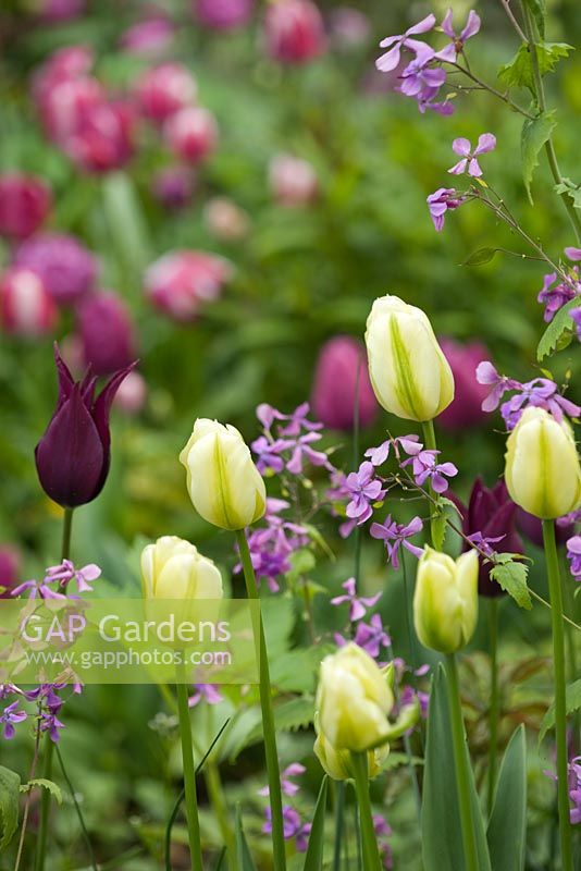 Tulipa 'Burgundy', Tulipa 'Spring Green' and Lunaria annua