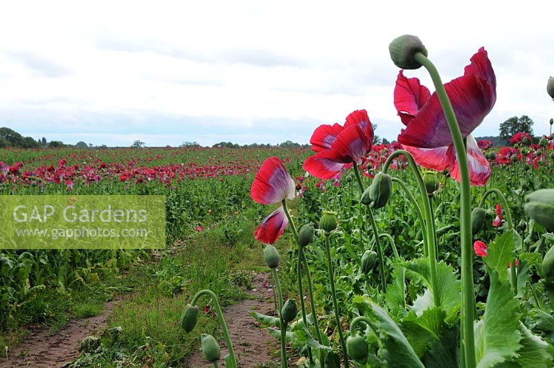 Papaver somniferum - Opium poppy growing in field
