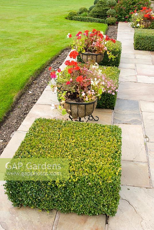 Clipped Buxus sempervirens cubes inset in stone slab patio with colourful containers