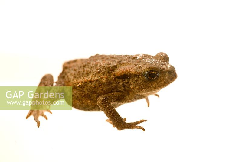 Bufo bufo - Common Toad 