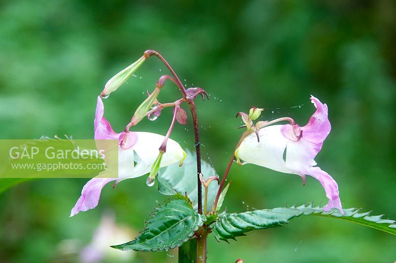 Impatiens glandulifera -  Himalayan Balsam - flowers and seed pods