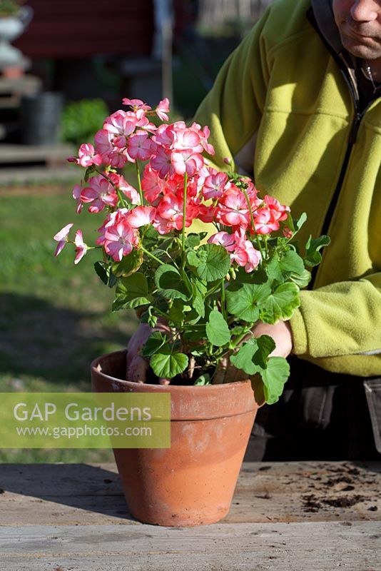 Potting on Pelargonium - Fill up with compost and make sure the plastic lining is not showing
