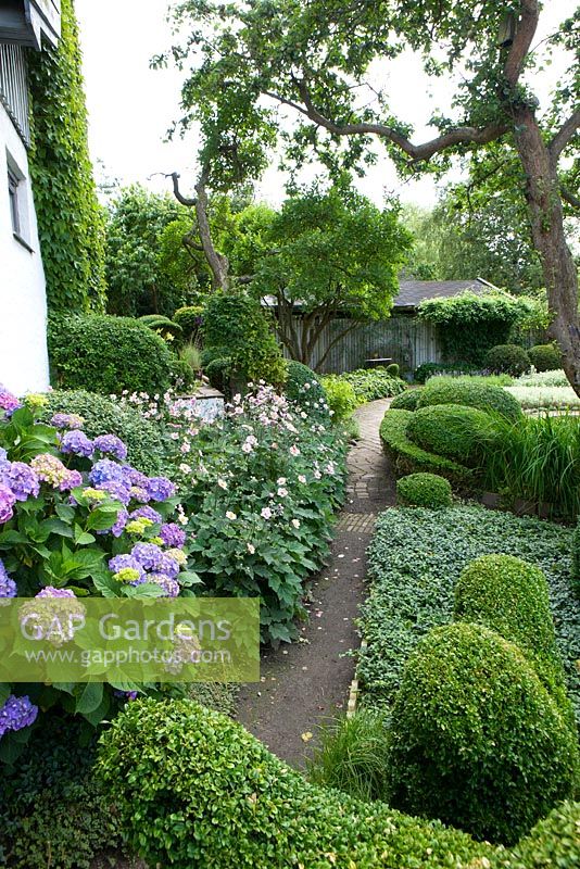 Path leading through country garden. Plants include Malus - Apple and Prunus cerasifera trees, Hydrangea, Buxus and Taxus topiary, Acaena, Anemone and Fern - Ulla Molin
 