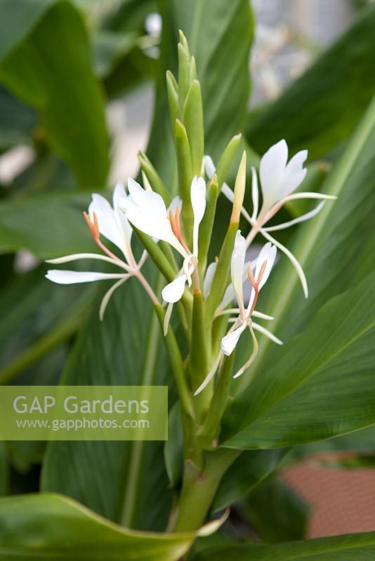 Hedychium coronarium - White Ginger Lily
 
