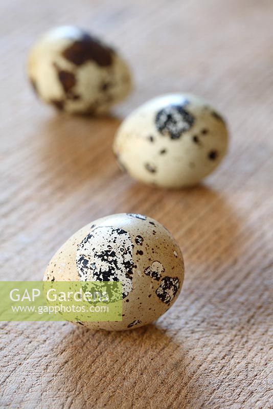 Quail eggs on a wooden surface