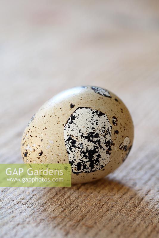 A quail egg on a wooden surface