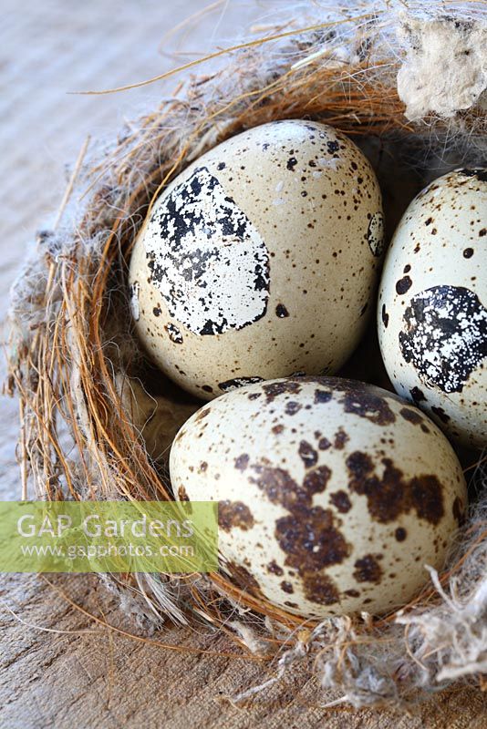 Quail eggs in a nest on a wooden surface