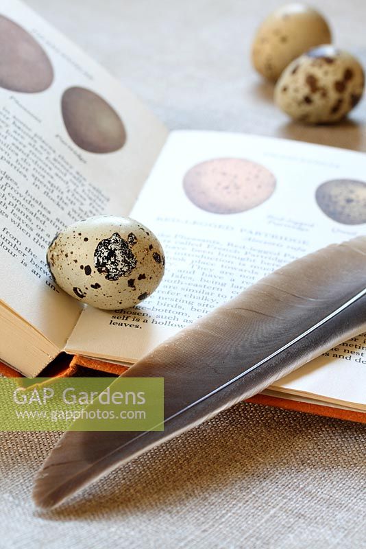 An Observer's Book of Birds Eggs, quail eggs and a feather on linen
