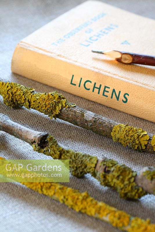 An Observers Book of Lichens and twigs with lichen on linen