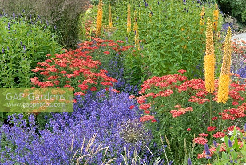 Colourful planting combination of perennials and grasses including Achillea and Eremurus - Floriade 2012
