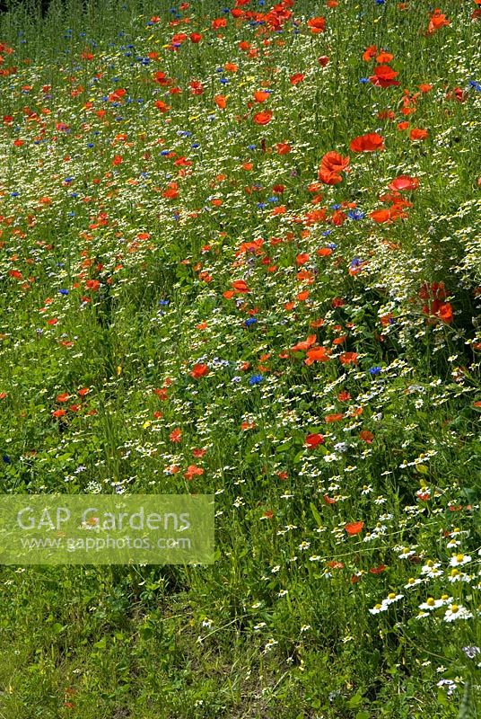 Bank of wildflowers, including Field Poppies, Cornflowers, Corn Marigolds, Corncockles, Clover, Vetch and Corn Chamomile - Floriade 2012 