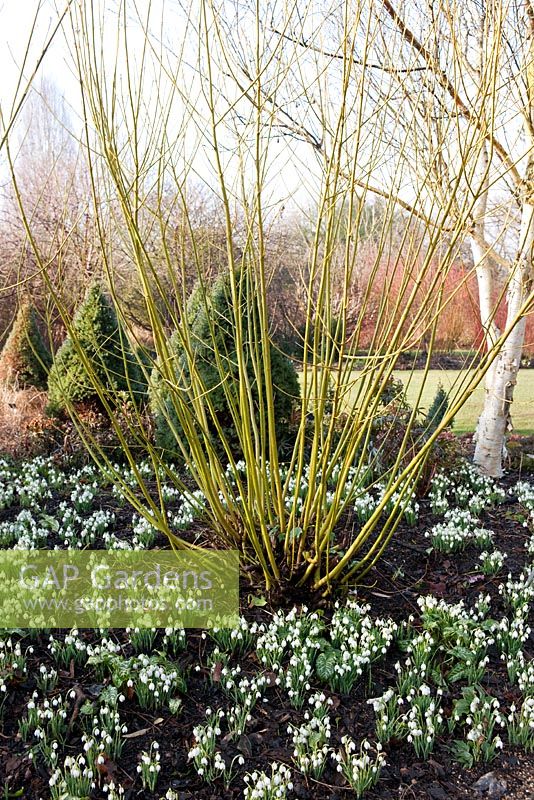 Cornus stolonifera 'Flaviramea' - Green-barked Dogwood, Galanthus nivalis 'Flore Pleno' and Arum - Sir Harold Hillier Gardens