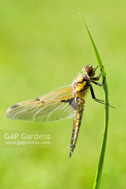 Libellula quadrimaculata - Four-spotted Chaser Dragonfly