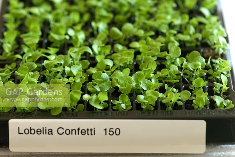 Lobelia 'Confetti' plug plants
