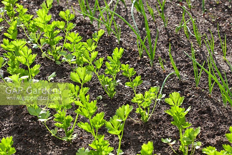 Rows of Celery 'Loretta' and Onion 'Hyred' growing in late spring