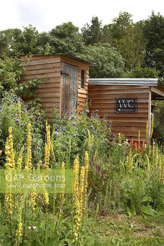 Verbascum, Kniphofia - Red Hot Pokers, Echinops and Teucrium hircanicum outside compost toilet - Worton Organic Garden